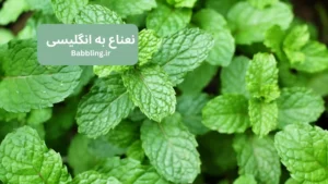 نعناع به انگلیسی چی میشه؟ معنی، تلفظ و کاربرد واژه Mint