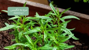 مرزه به انگلیسی