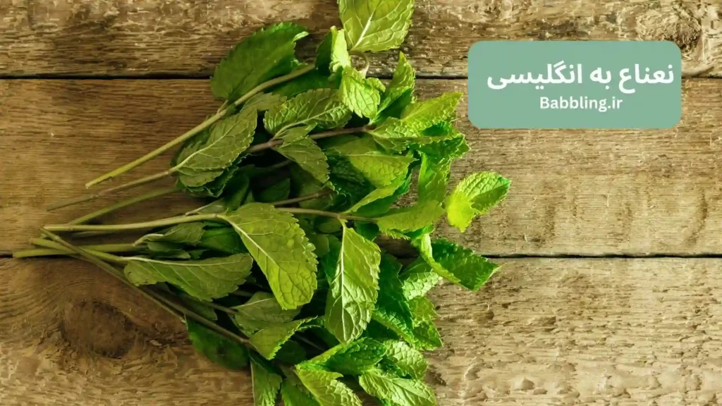 نعناع به انگلیسی