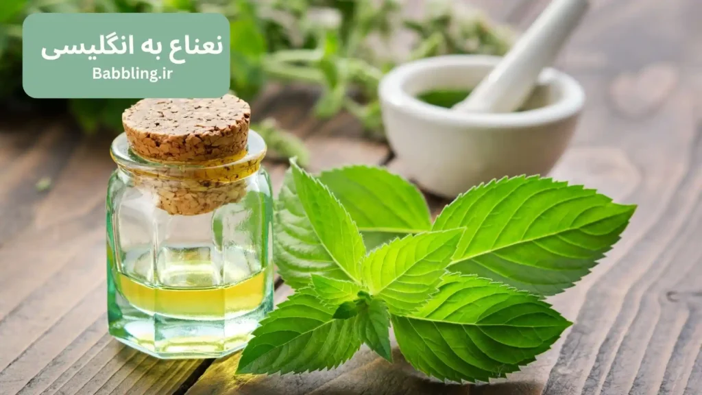نعناع به انگلیسی چی میشه؟ معنی، تلفظ و کاربرد واژه Mint